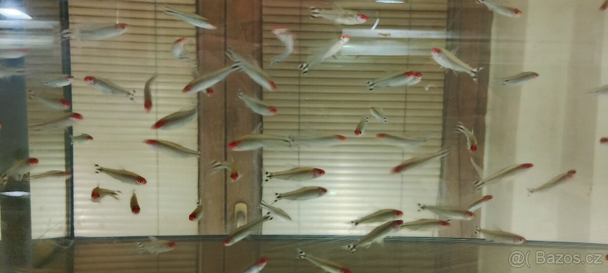 Tetra červenoústá