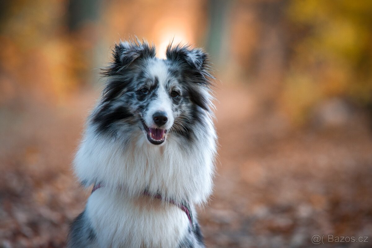 Koupím štěně (fenku) Šeltie