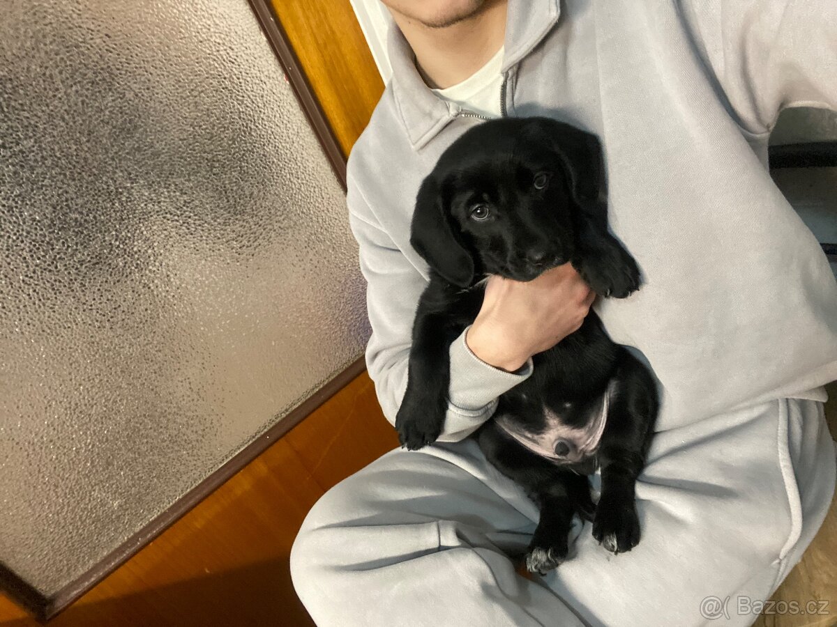 Štěňátko labradora X staforda