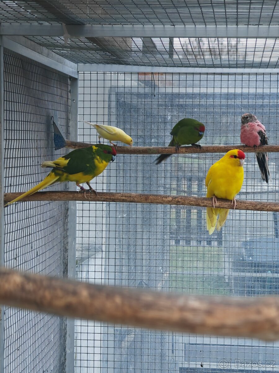 Kakariki rudočelý pár