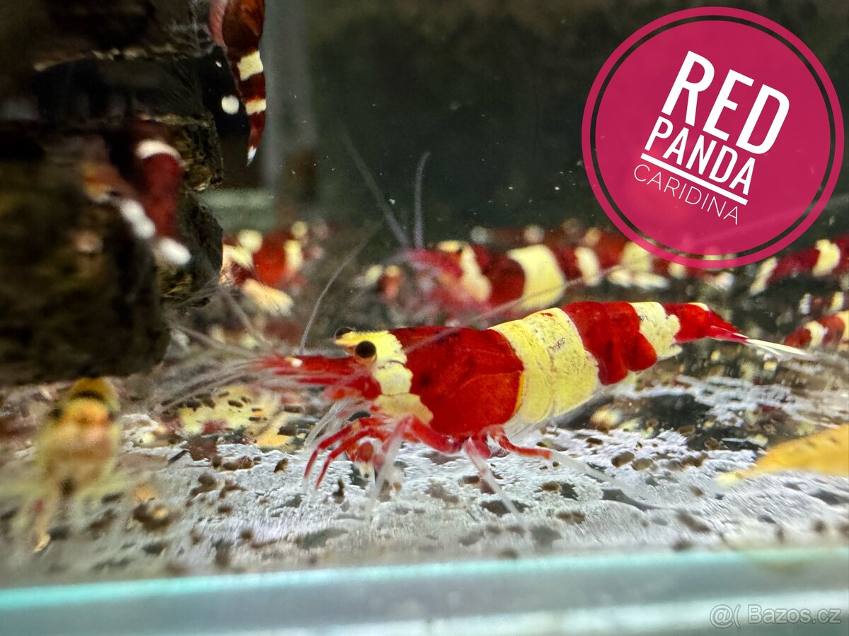 Red Panda (Caridina)