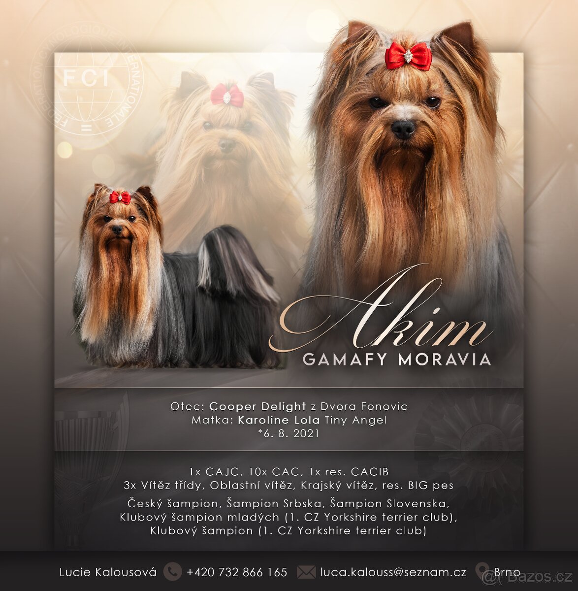 Yorkšírský teriér s PP FCI, krycí pes, BRNO