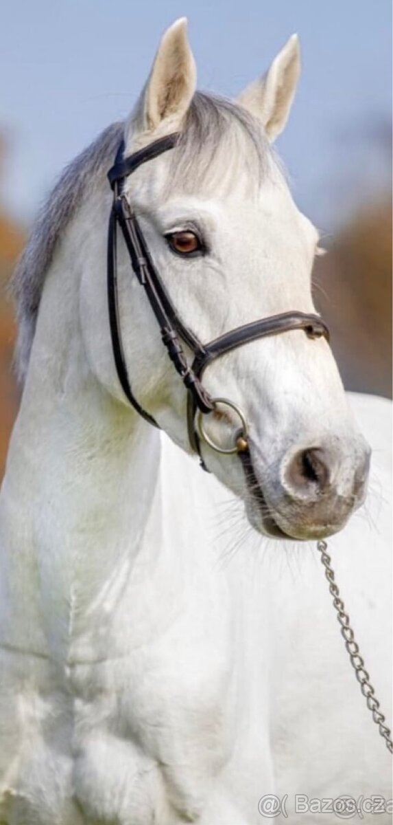 Hodný pony - účastník MČR