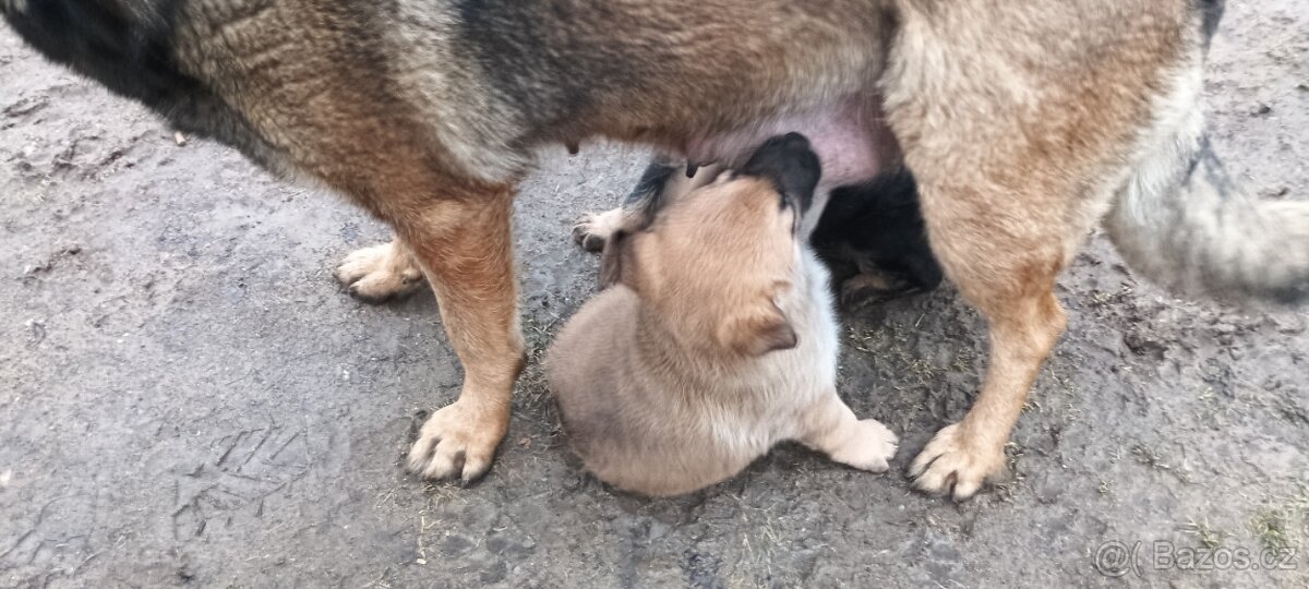Štěňata Nemecky Ovcak bez PP