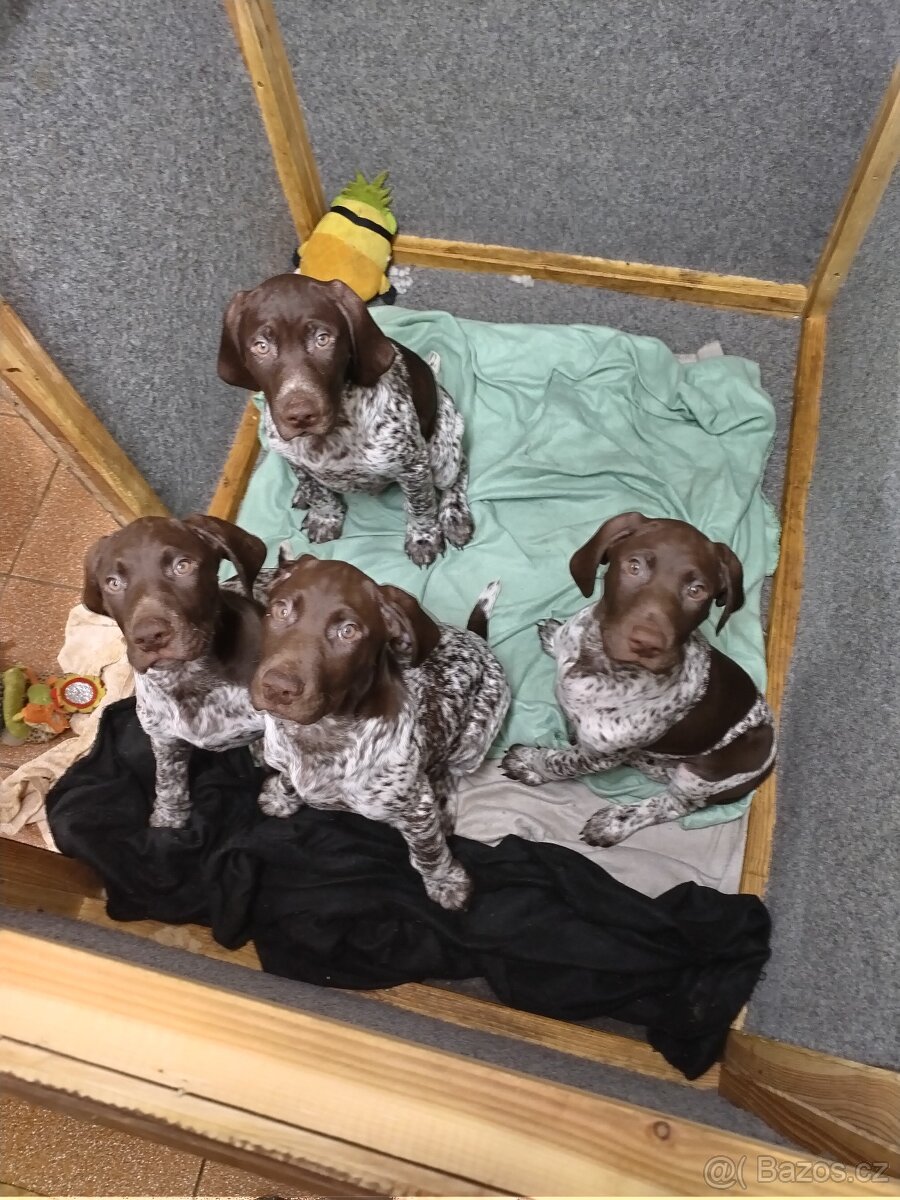 Štěňata NKO