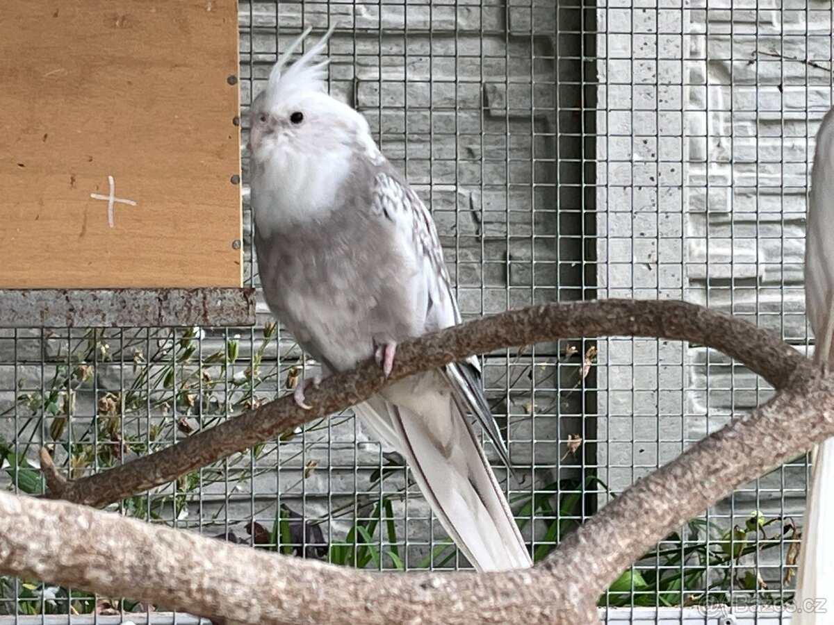 Prodám samce korely bělohlavé