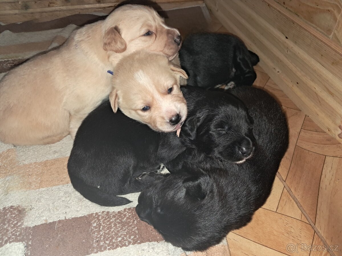 BORADOR (Border Kolie, Labrador)