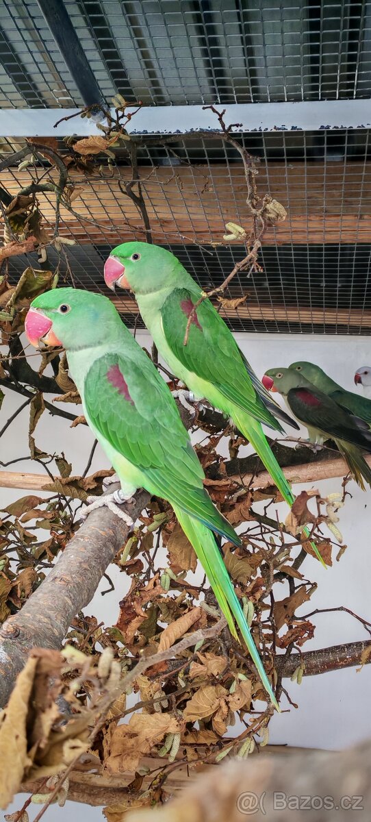 Alexander velký, malý