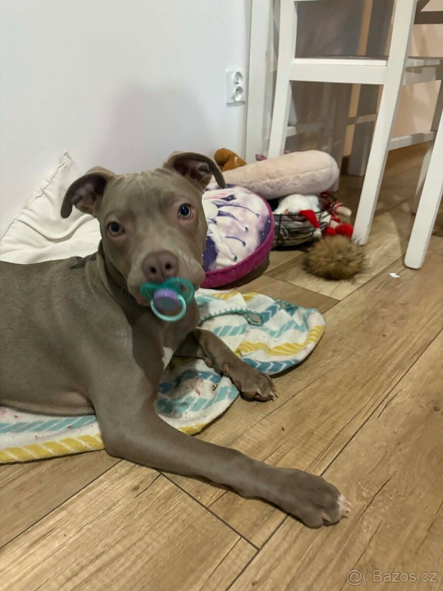 Americký pitbulterier s PP silverfawn rarita