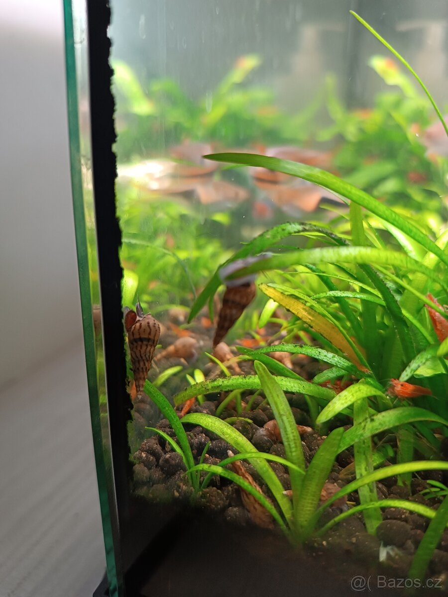 piskořka věžovitá - 5,- /ks