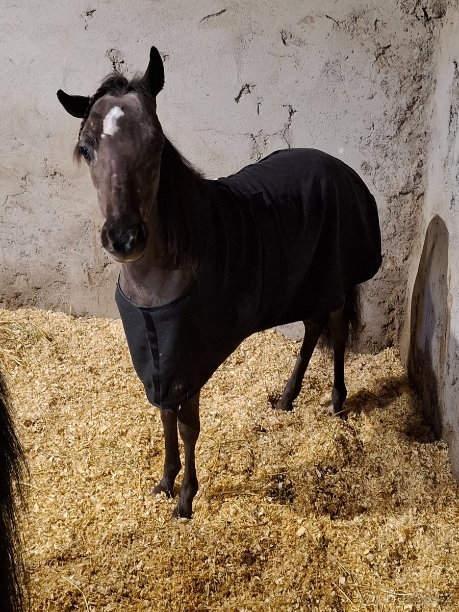 Klisna AMHR/ASPC- minihorse