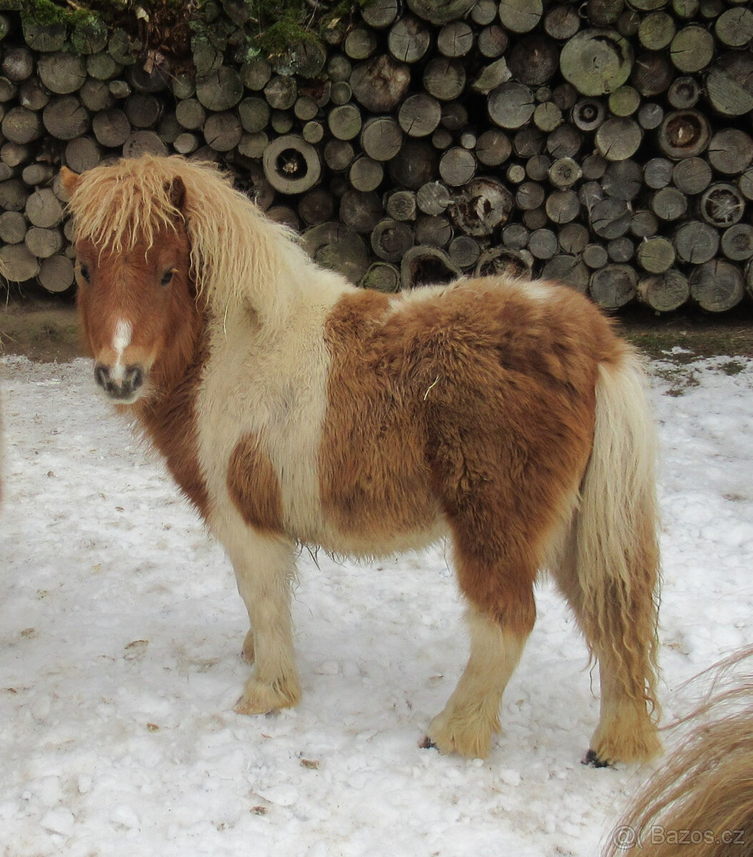 Shetland pony mini