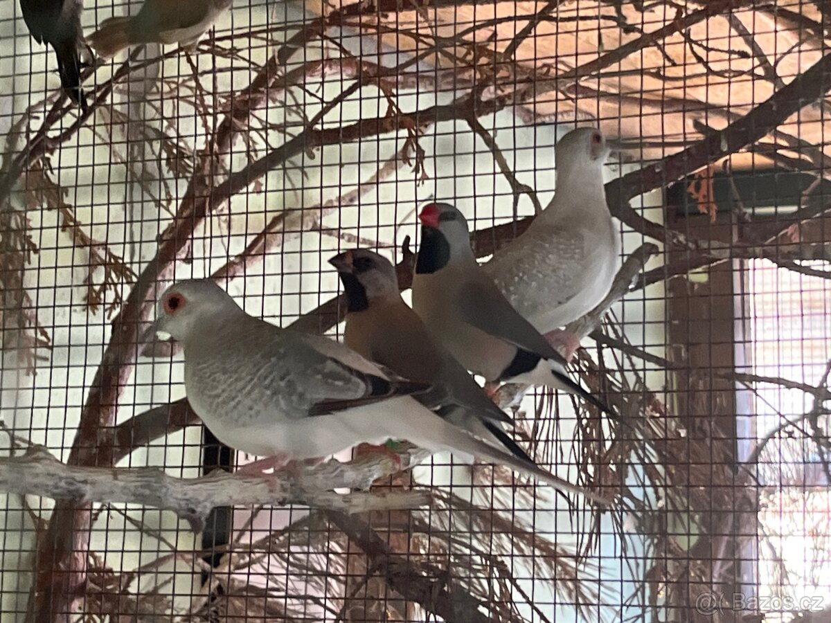 Prodam pasovnik, chuvicka