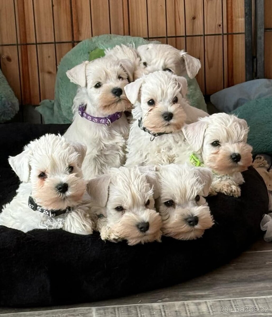 Knírač malý bílý