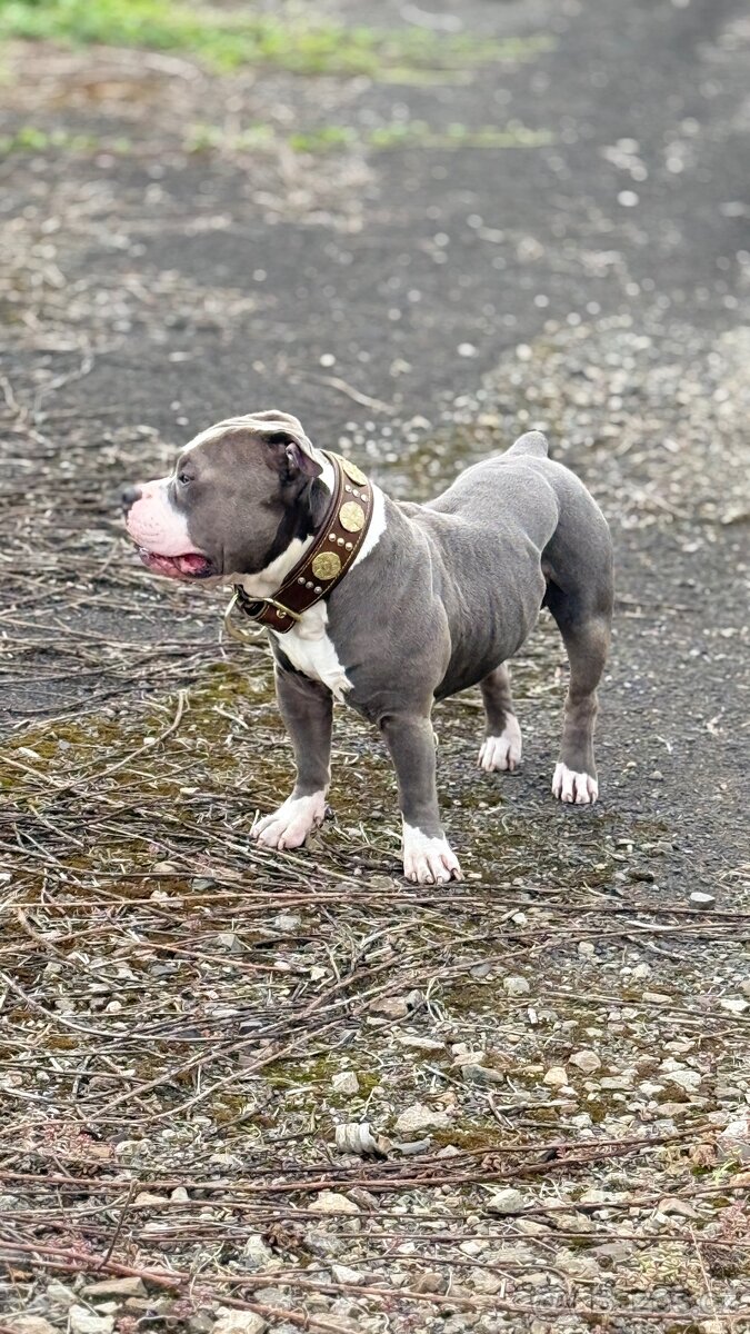 Daruji Ameriky Bully