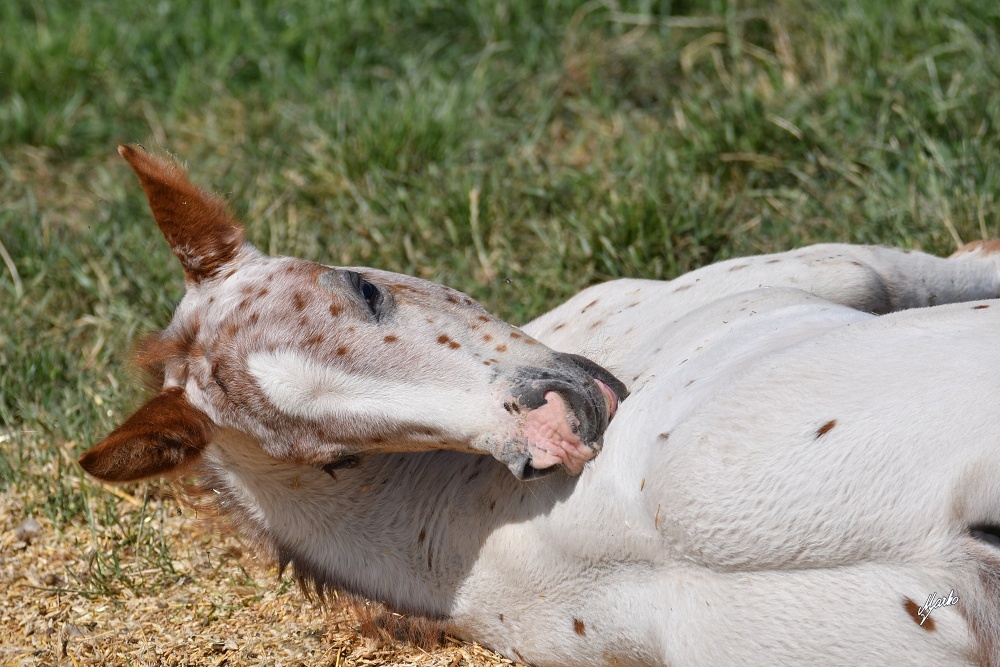 Appaloosa hřebeček