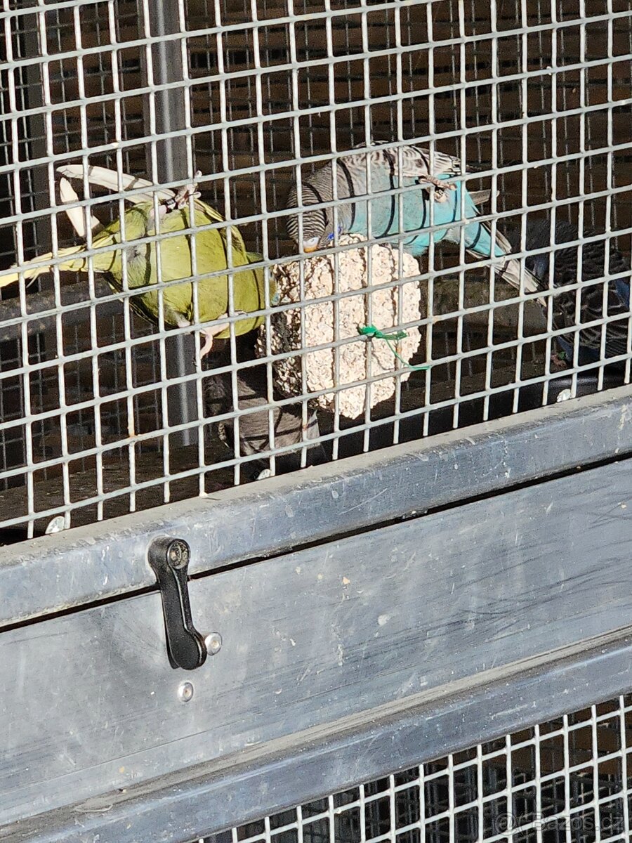 Andulky blackface melanistic spangle blackwing