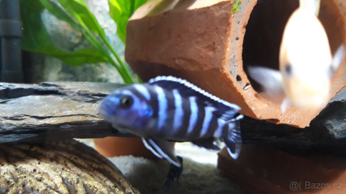 5ks krásných samců Pseudotropheus demasoni