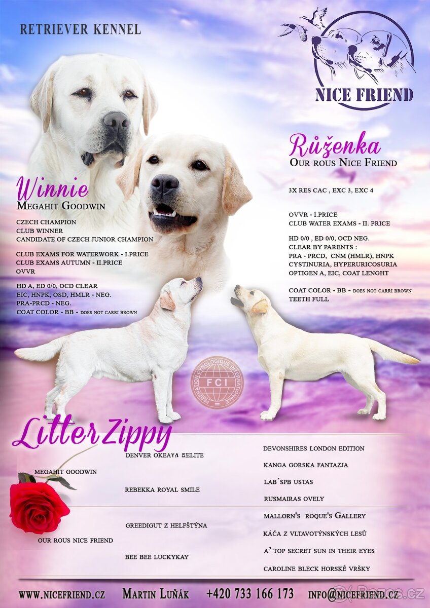 Štěňátka - Labrador s PP