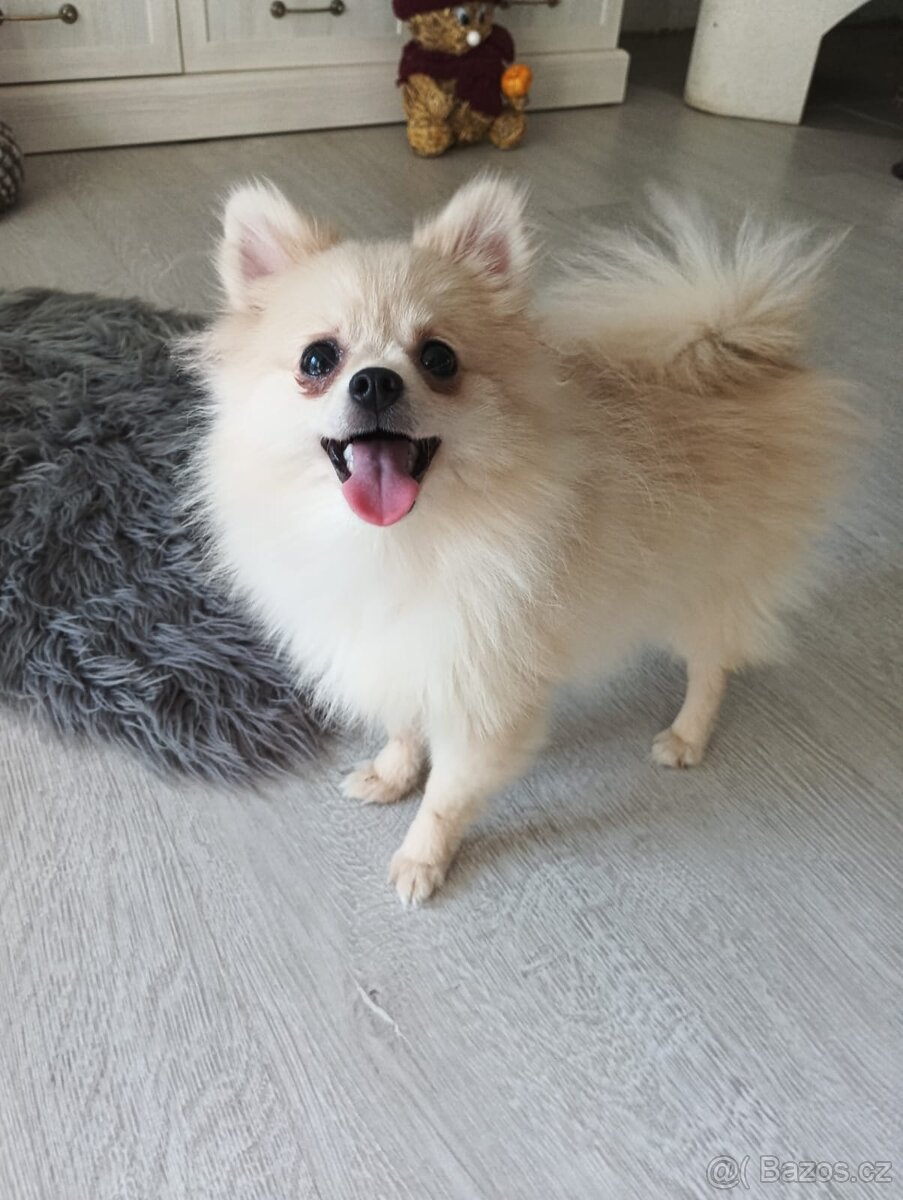 Štěňátko Pomeranian (Pomořanský Špic)