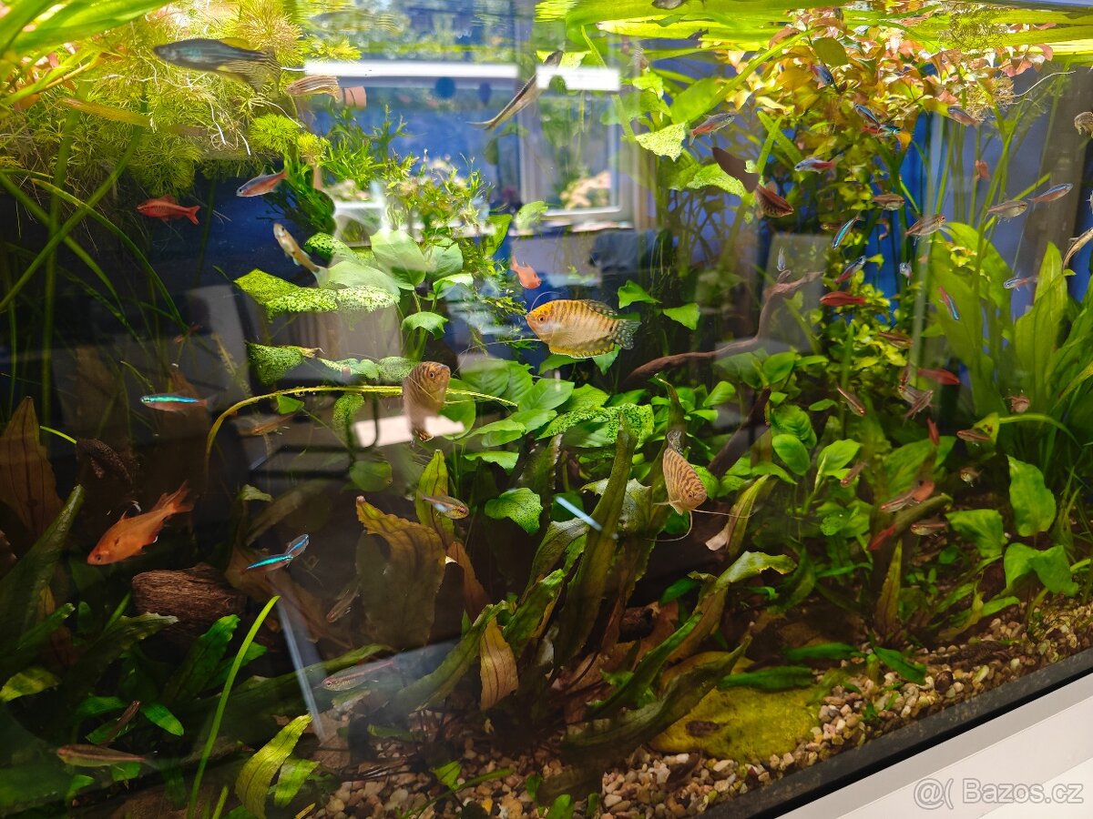 Rostliny do akvária