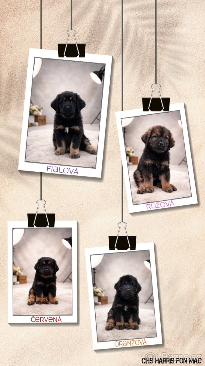 Tibetská doga- brzy k odběru