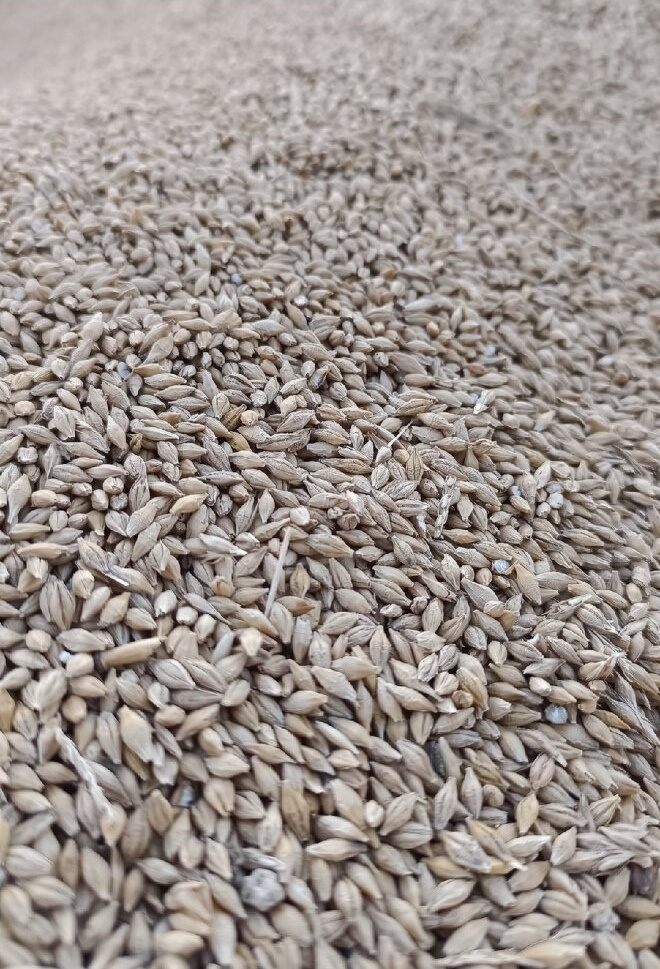 pšenice, ječmen,oves