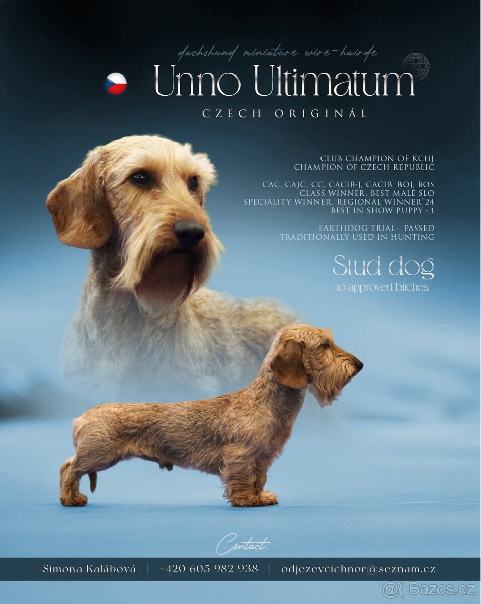 Nabídka krytí - jezevčík drsnosrstý trpasličí