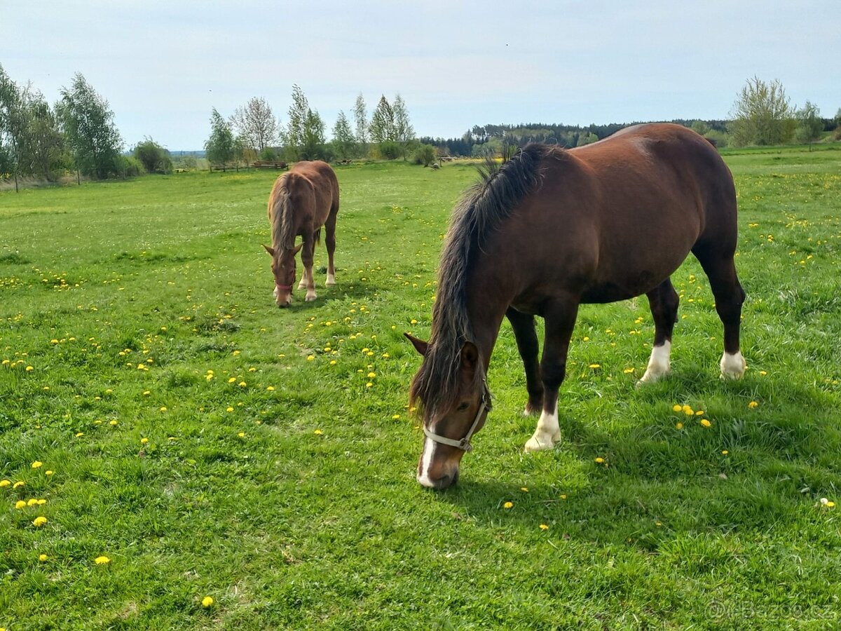 Prodám slezkou noričku 7 let s pp
