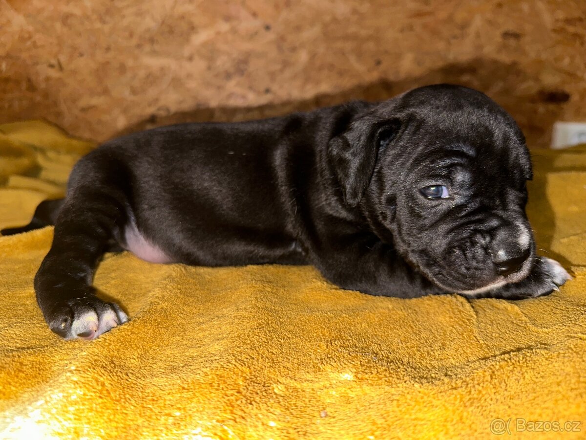 Americký stafordširský teriér