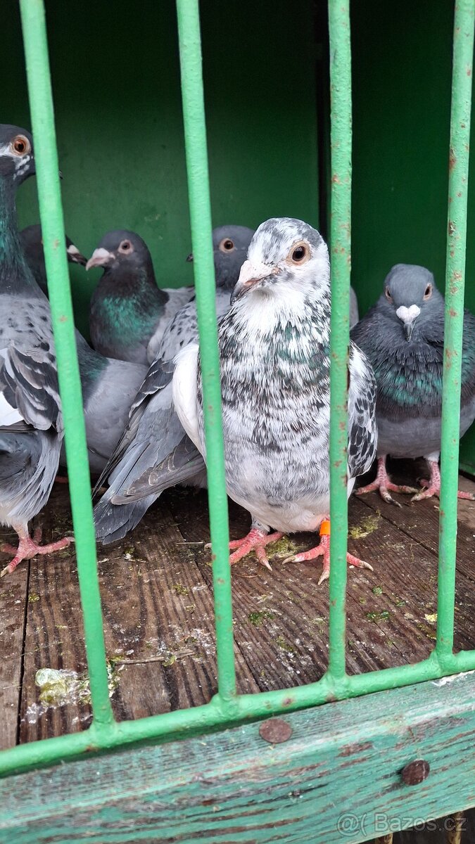 Poštovní holubi