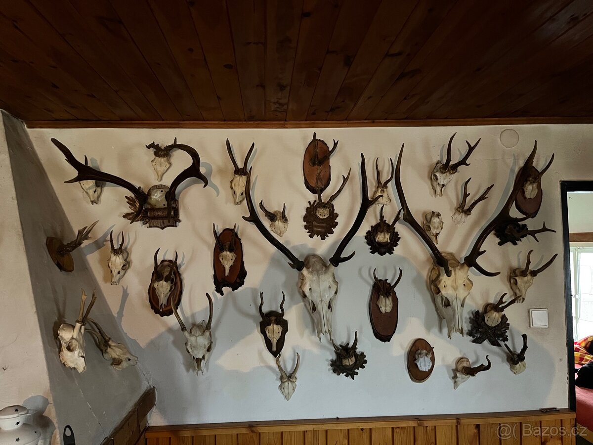 Velká kolekce loveckých trofejí a dekorací