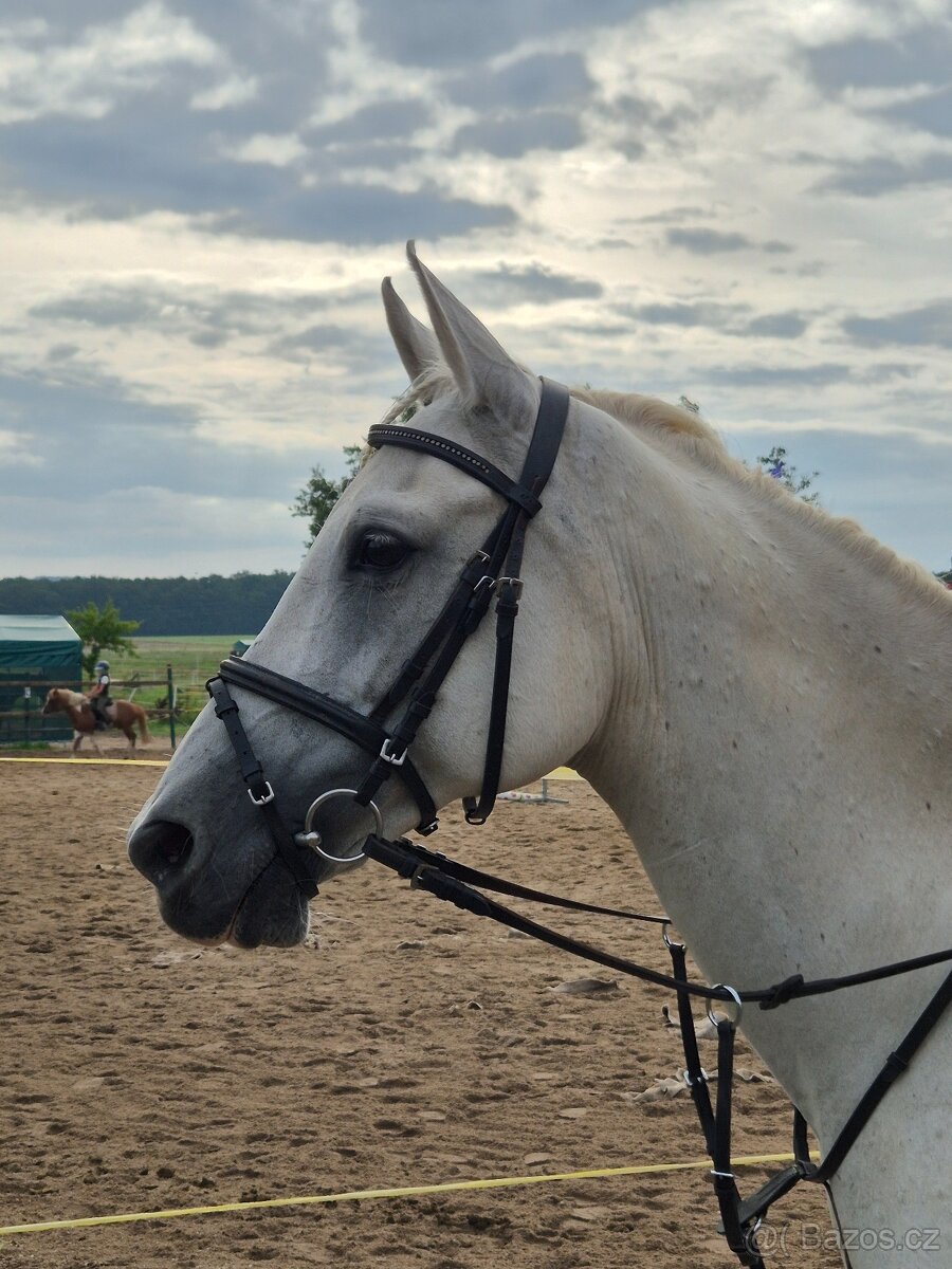 Shagya arab klisna 16-let