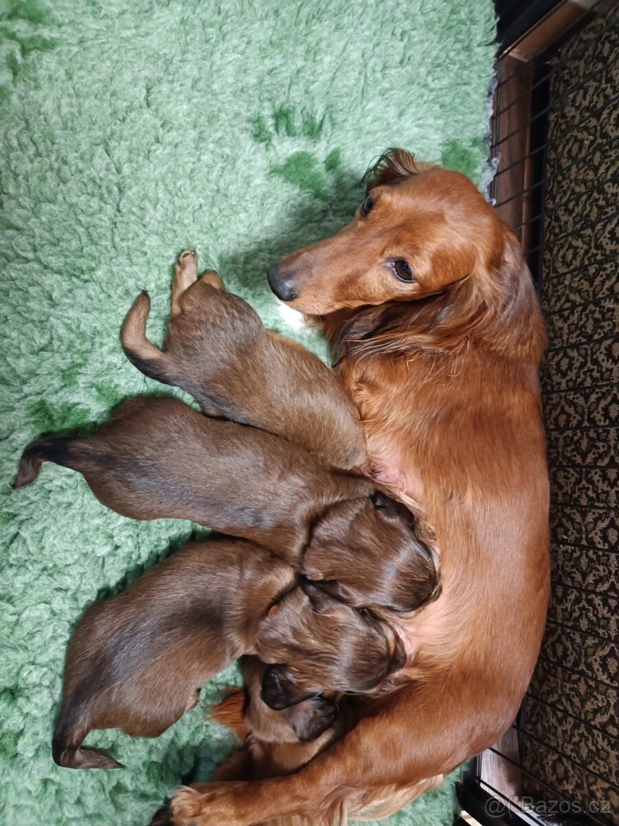 Prodám štěňátka jezevčíka trpasličího/králičího s PP