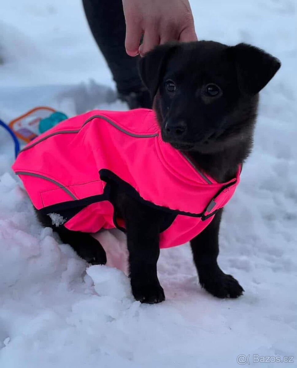 Obleček-Vesta pro psa softshell Missi neon růžová 28cm