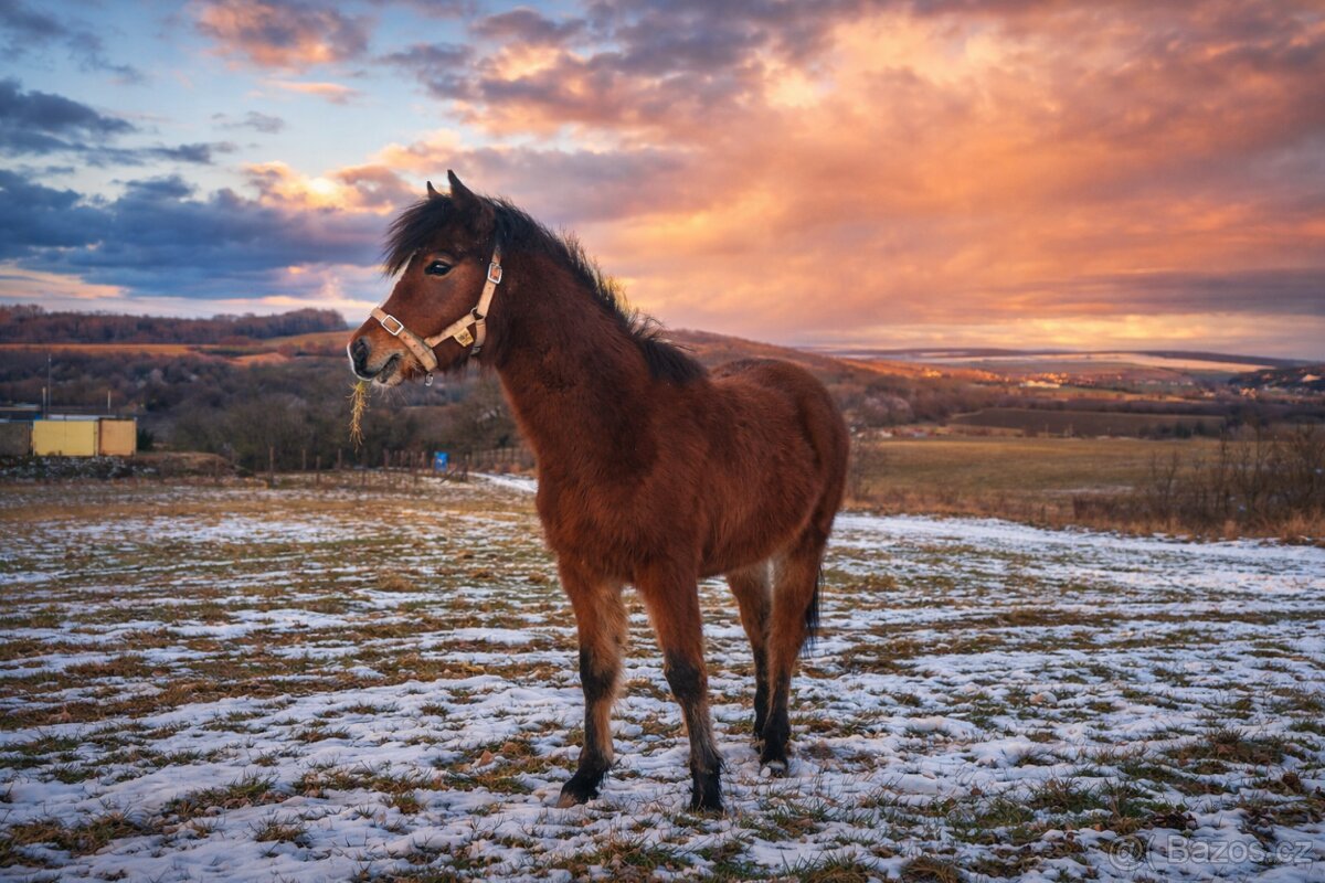 Klisnička Welsh pony B