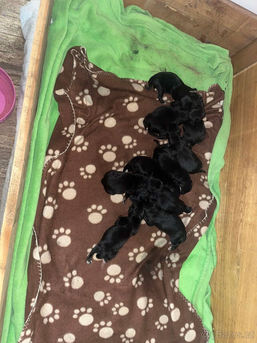 Štěňata Bernský salašnický labradorský retrívr