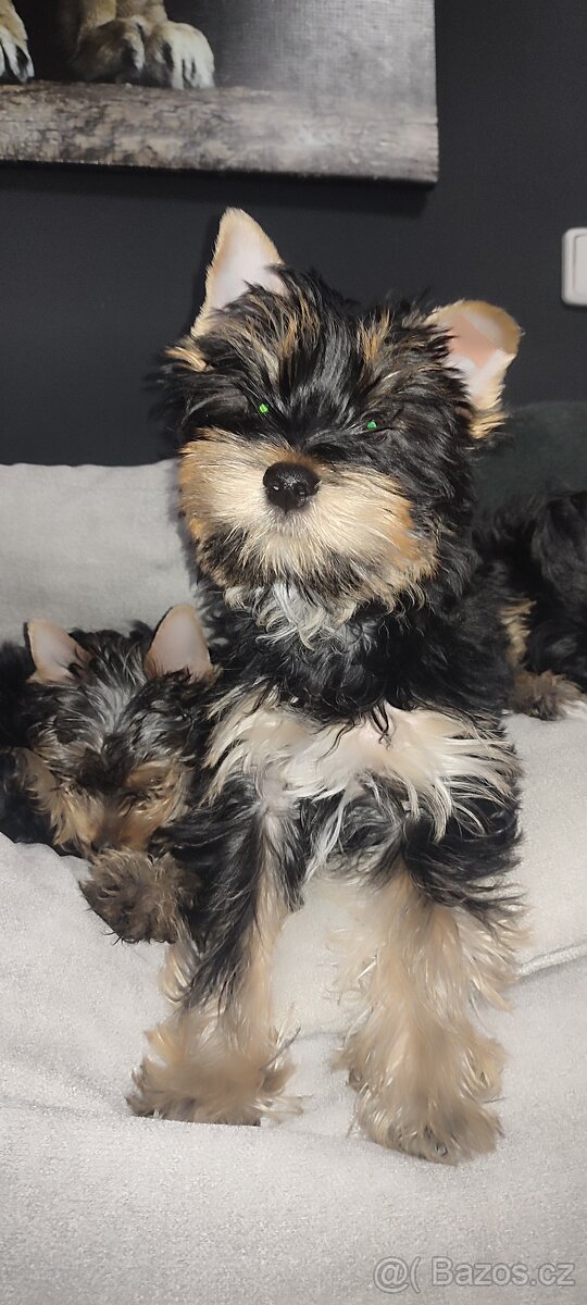Jorkšírský teriér štěňata