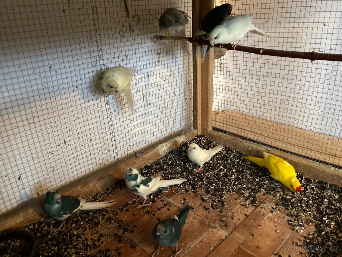 Kakariki červenočelý