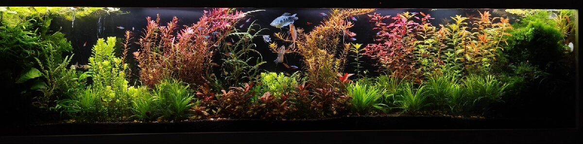 Akvarijní rostliny-prostřich