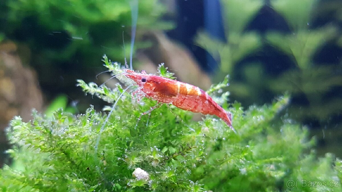 Krevetka červená ( Neocaridina davidi )