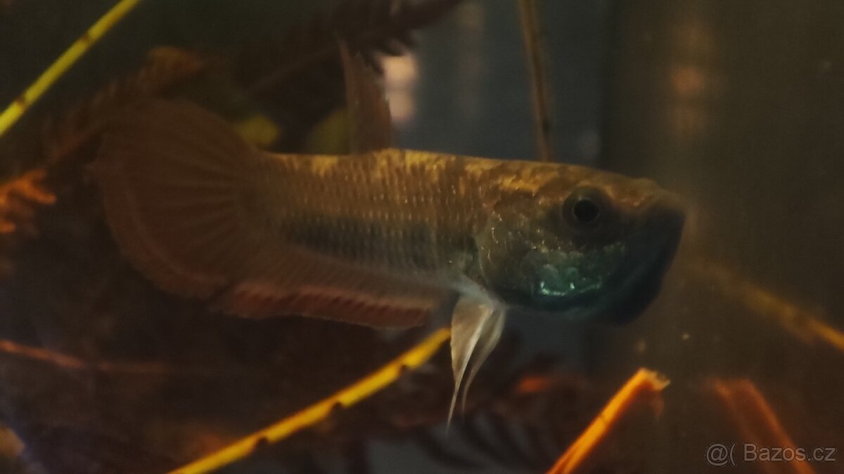 Betta picta - pár