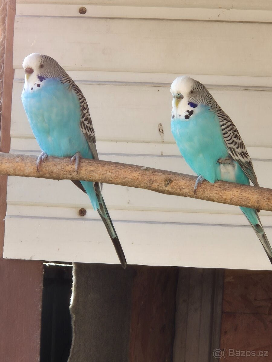 prodám chovný pár andulek