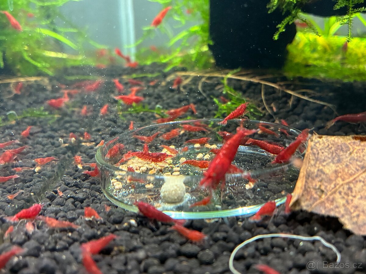 Krevetky červené Bloody Mary