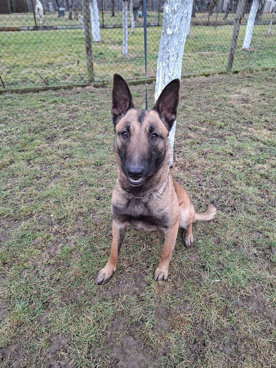 Belgický ovčák Malinois