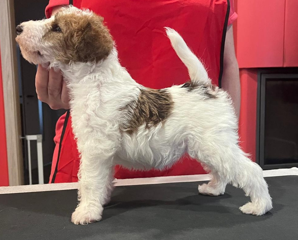 Foxteriér drsnosrstý s PP