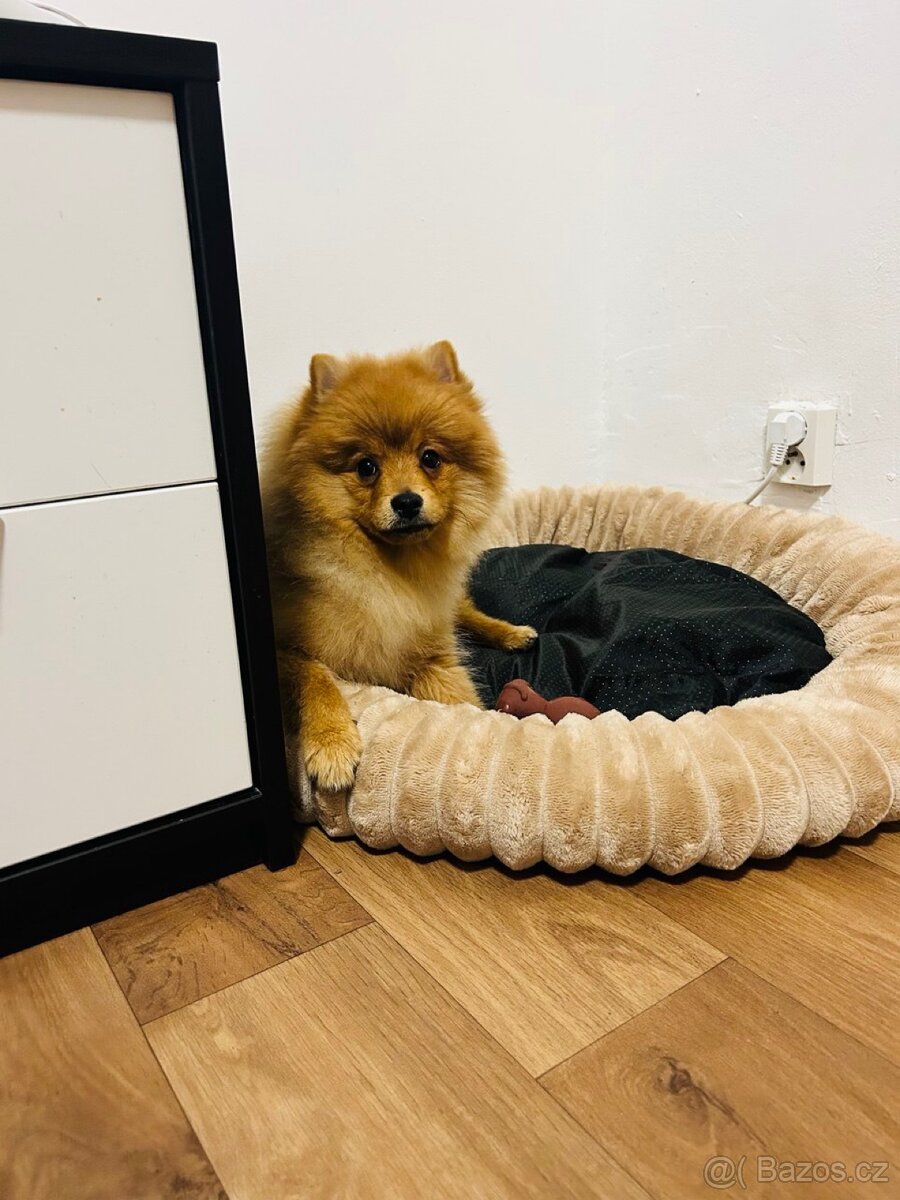 Prodám štěně pomeraniana (špice)