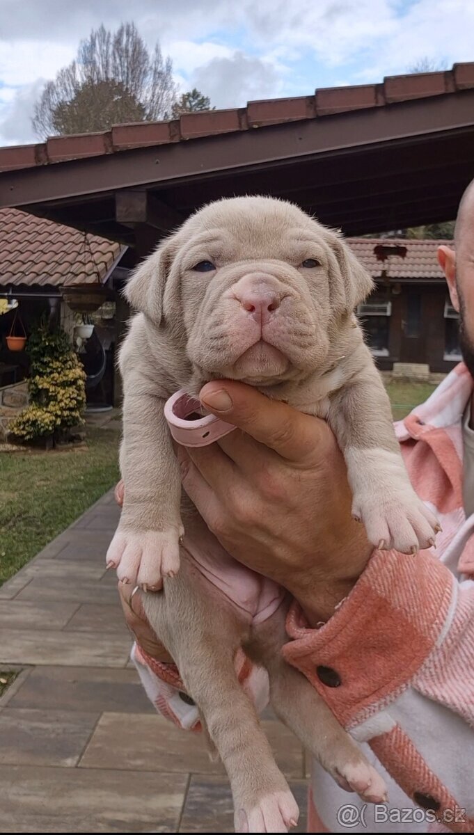 American Bully XXL