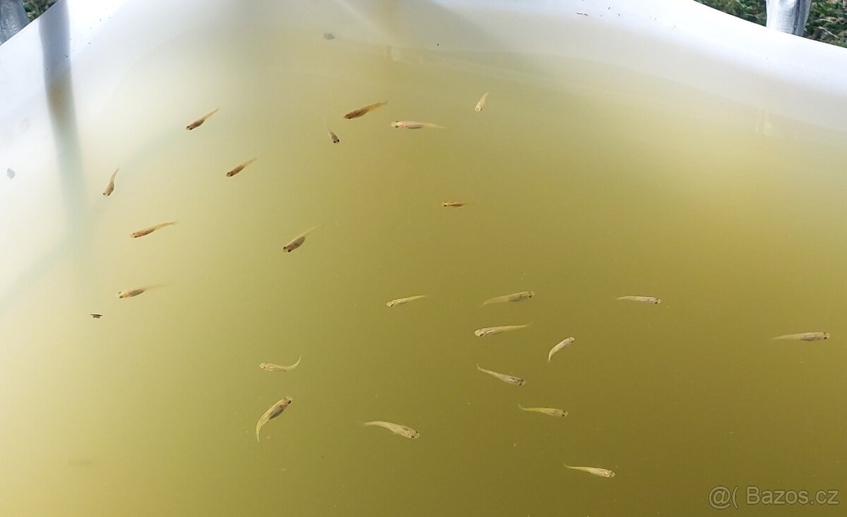 Medaka japonská - rýžová ryba