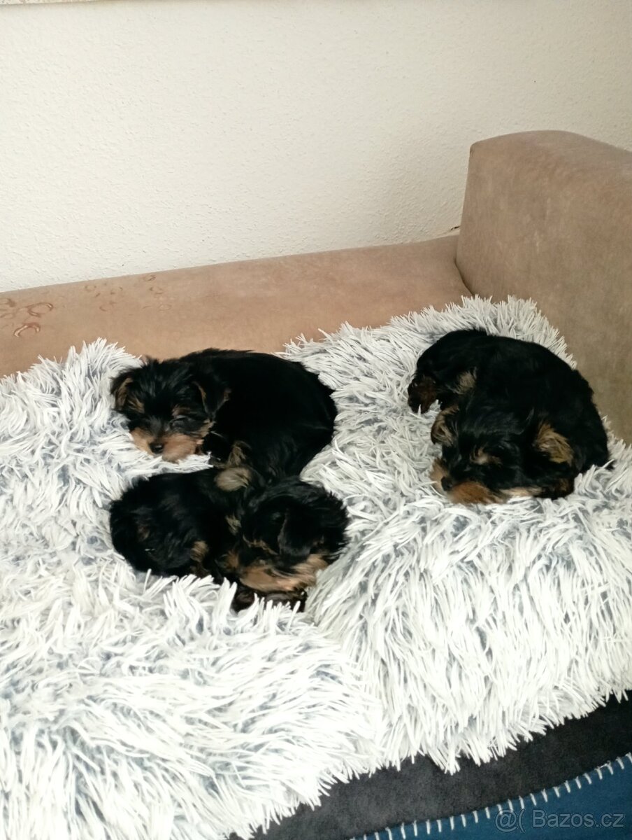 Jorkšírský teriér